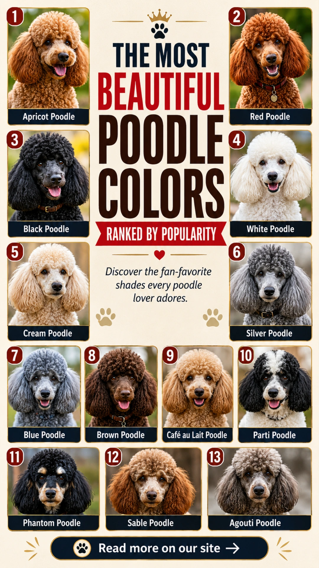 The Most Beautiful Poodle Colors Ranked By Popularity