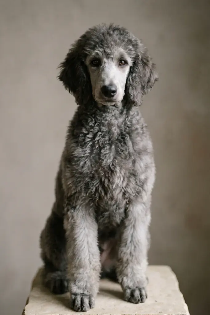The -Classic -Smoky -Gray